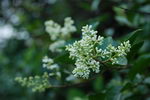 Ligustrum Ovalifolium